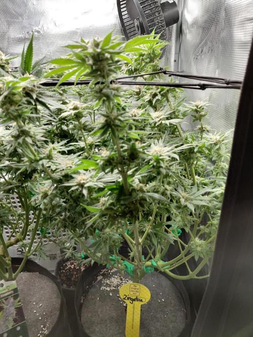 Original Sensible's Zingatsu. Week 14