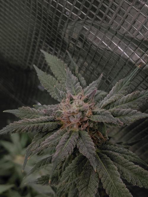 Original Sensible's Zingatsu. Week 14