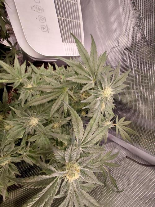 Exotic Seed's Malasaña Gelato. Week 13