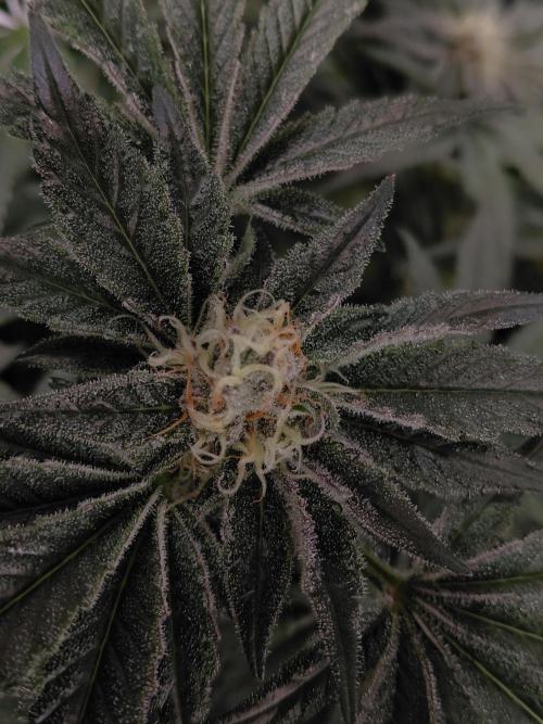 Exotic Seed's Malasaña Gelato. Week 13