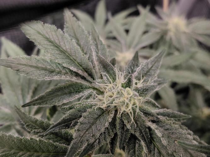 Exotic Seed's Malasaña Gelato. Week 13