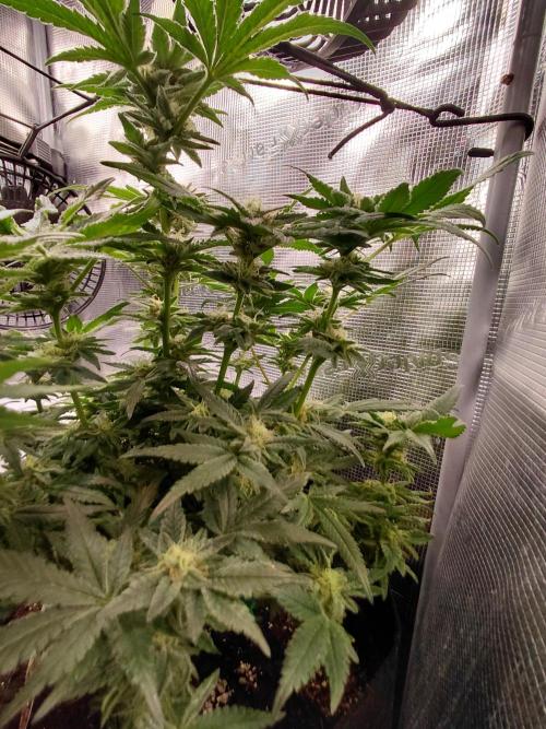 Exotic Seed's Malasaña Gelato. Week 13