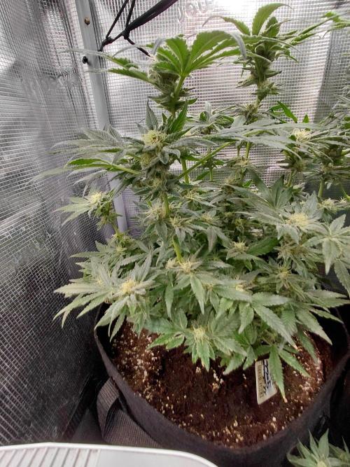 Exotic Seed's Malasaña Gelato. Week 13