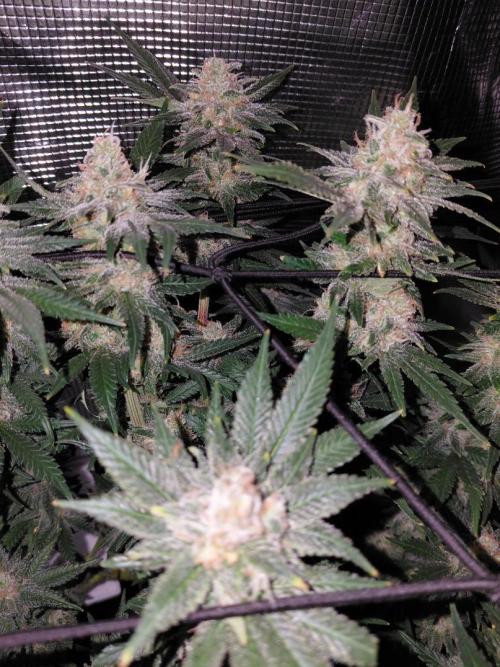 Spliff's Strawberry. Week 15