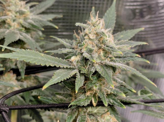 Spliff's Strawberry. Week 15
