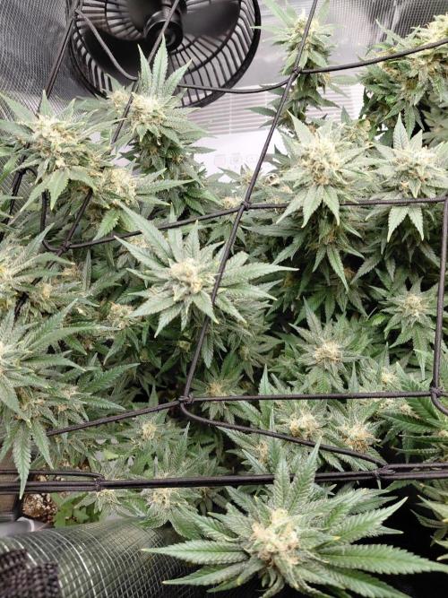 Spliff's Strawberry. Week 15