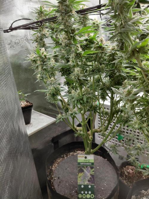 Spliff's Strawberry. Week 15
