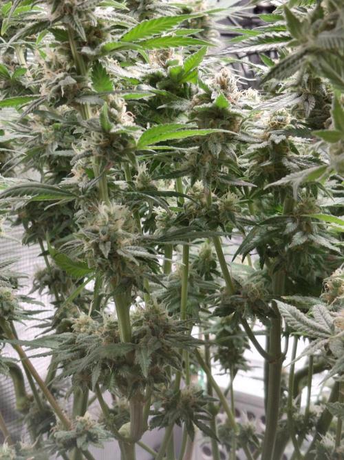 Spliff's Strawberry. Week 15