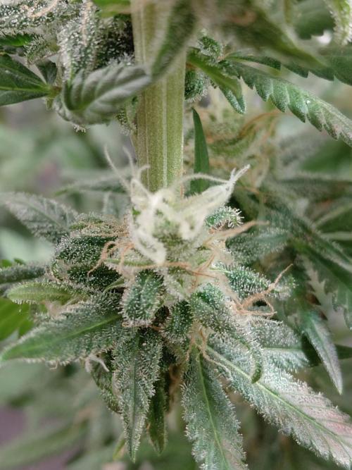 Spliff's Strawberry. Week 15