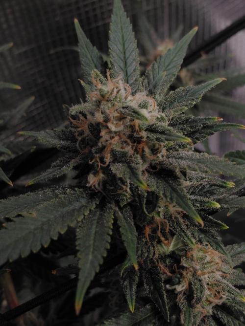 Spliff's Strawberry. Week 15