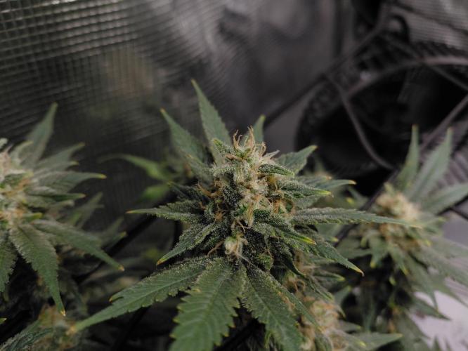 Spliff's Strawberry. Week 15