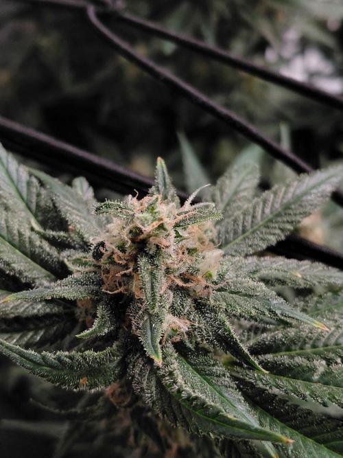 Spliff's Strawberry. Week 15