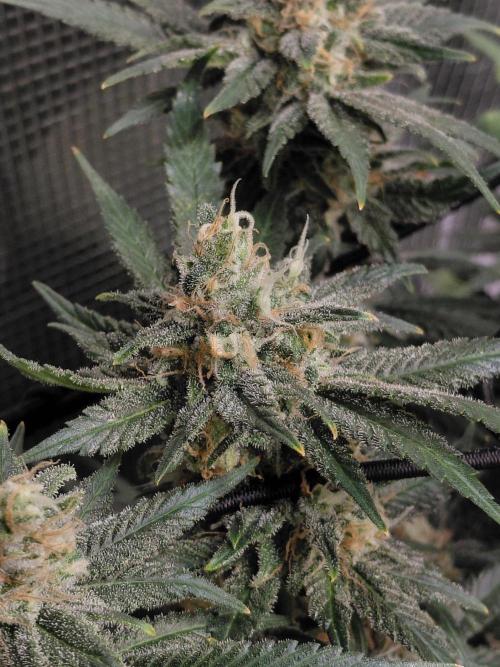 Spliffs Strawberry. Week 15