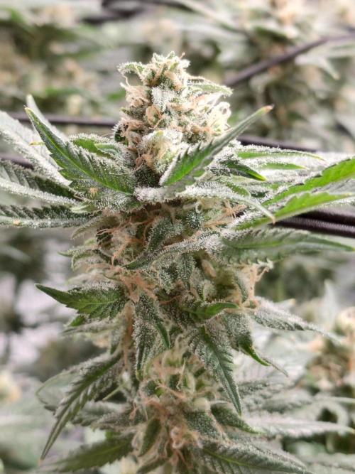 Spliffs Strawberry. Week 15
