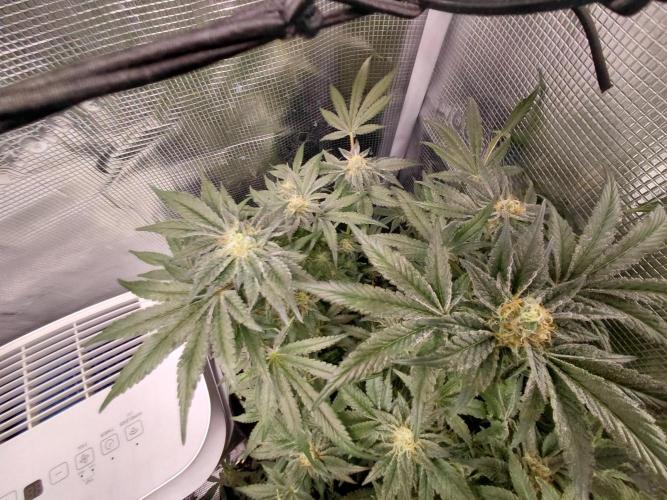 Exotic Seed's Malasaña Gelato. Week 14