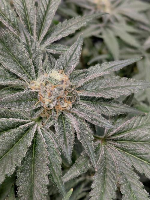 Exotic Seed's Malasaña Gelato. Week 14