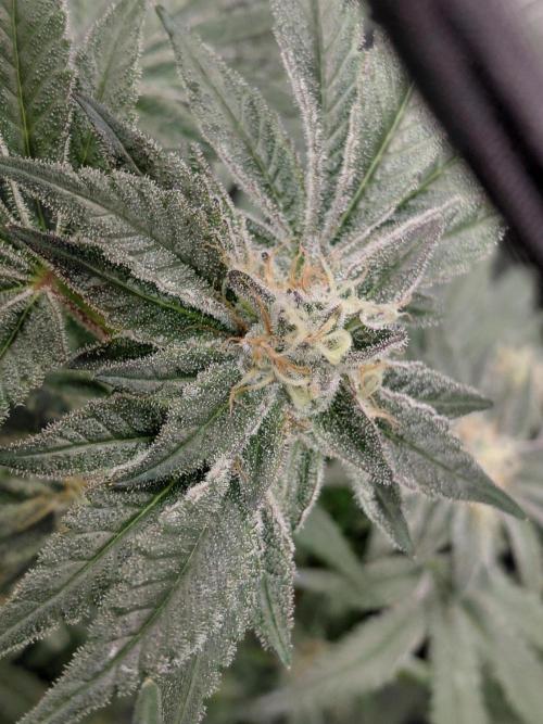 Exotic Seed's Malasaña Gelato. Week 14