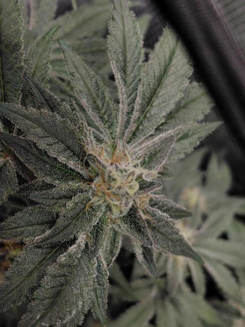 Exotic Seed's Malasaña Gelato. Week 14