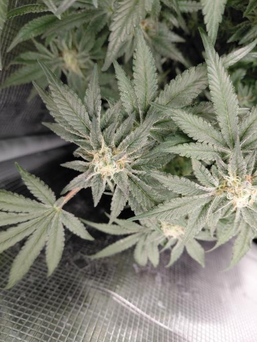 Exotic Seed's Malasaña Gelato. Week 14
