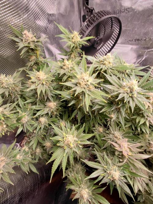 Spliff's Strawberry. Week 16