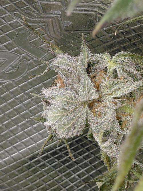 Exotic Seed's Malasaña Gelato. Week 15