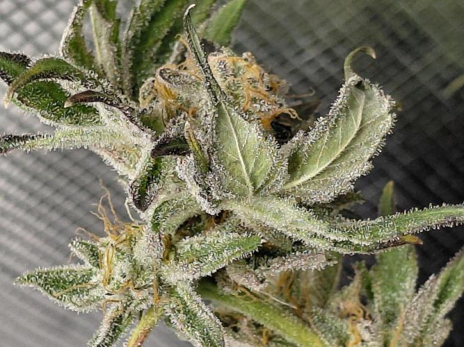 Exotic Seed's Malasaña Gelato. Week 15
