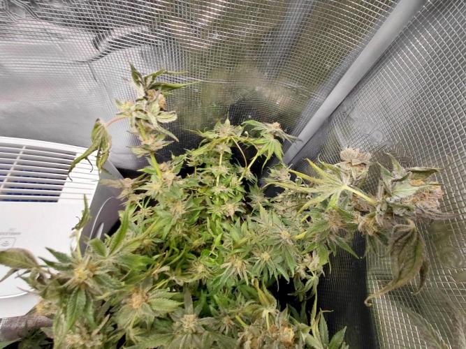 Exotic Seed's Malasaña Gelato. Week 15