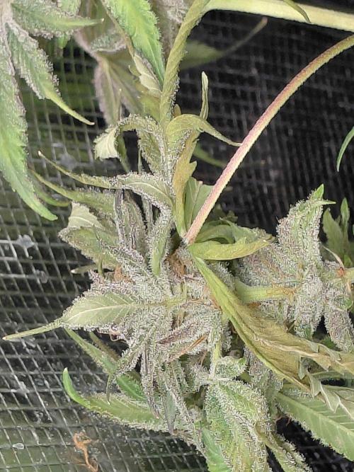 Exotic Seed's Malasaña Gelato. Week 15
