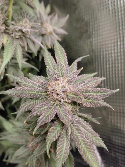 Original Sensible's Zingatsu. Week 16