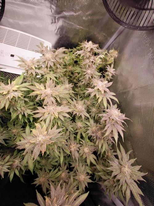 Original Sensible's Zingatsu. Week 16
