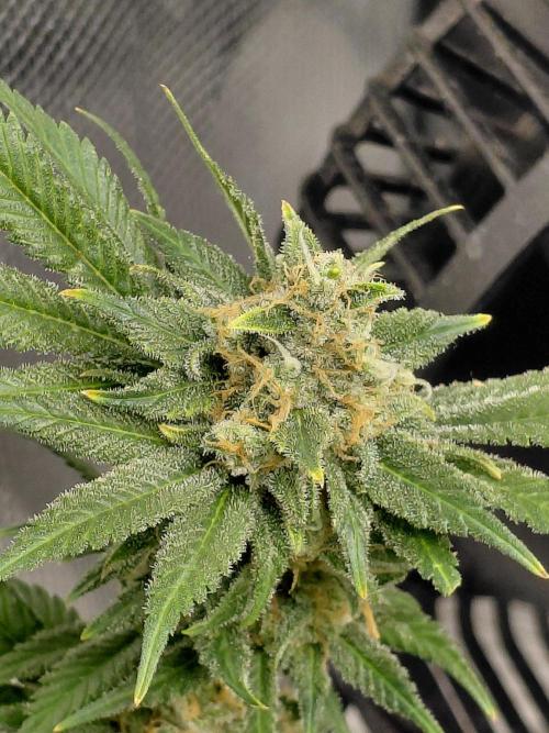 Spliff's Strawberry. Week 16