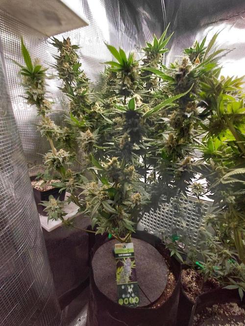 Spliff's Strawberry. Week 16