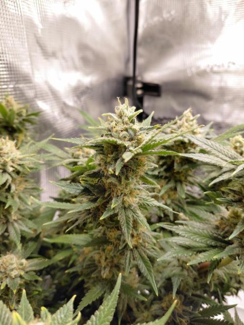 Spliff's Strawberry. Week 16