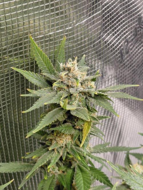 Spliff's Strawberry. Week 16