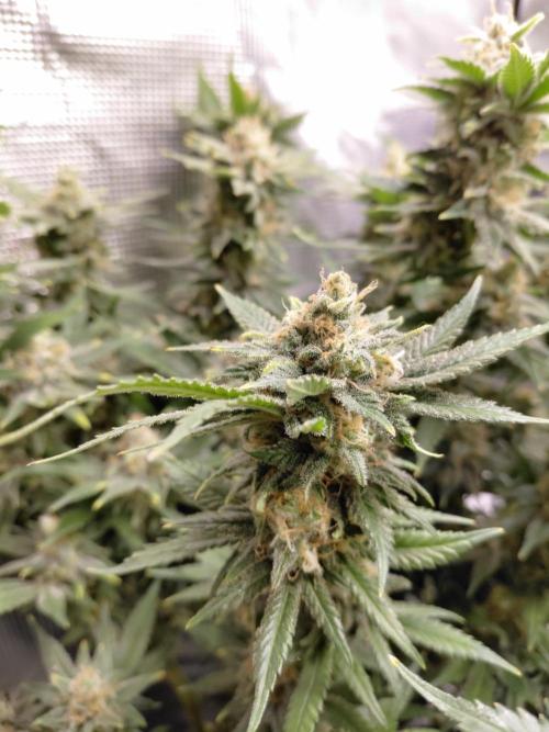 Spliff's Strawberry. Week 16