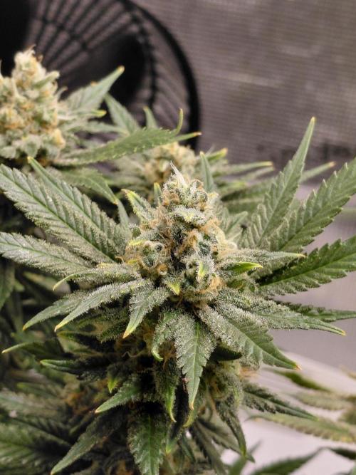 Spliffs Strawberry. Week 16