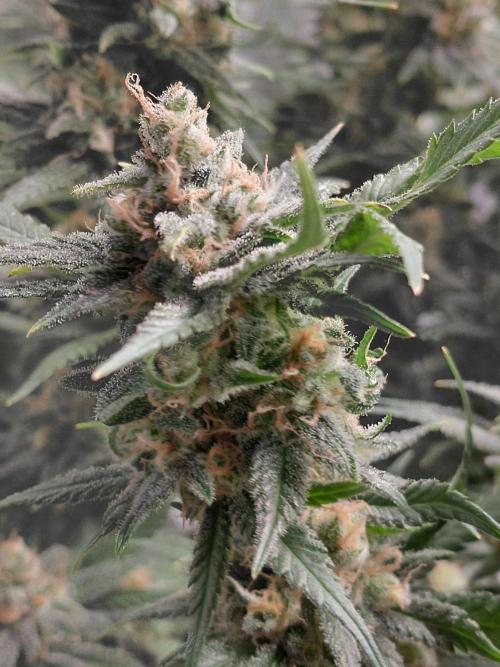 Spliff's Strawberry. Week 16