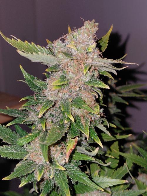 Spliff's Strawberry. Week 18