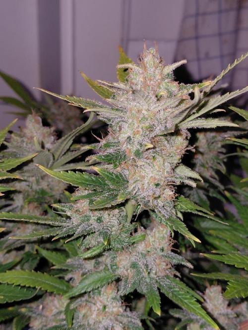 Spliff's Strawberry. Week 18