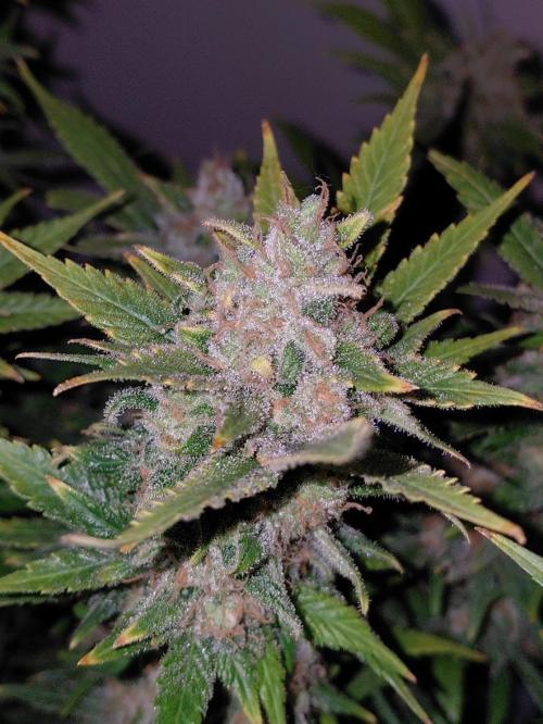 Spliff's Strawberry. Week 18
