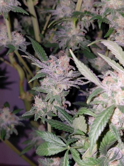 Spliff's Strawberry. Week 18