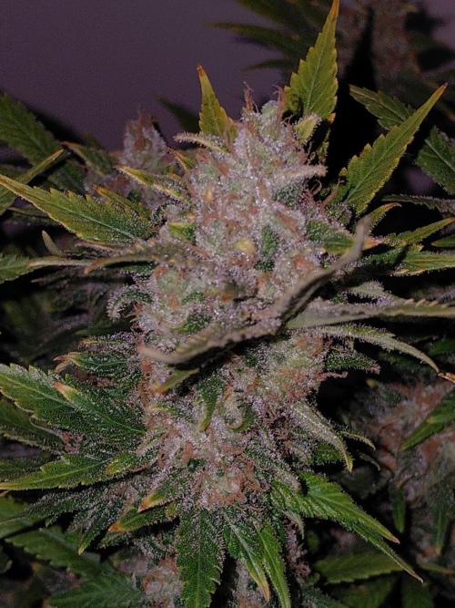 Spliff's Strawberry. Week 18
