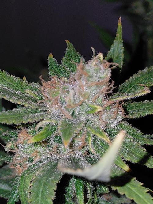 Spliff's Strawberry. Week 18