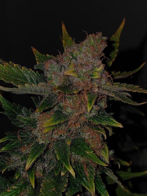 Spliff's Strawberry. Week 18