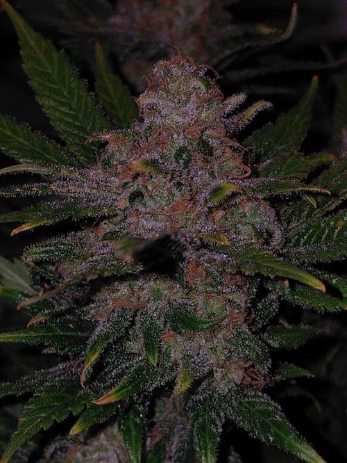 Spliff's Strawberry. Week 18