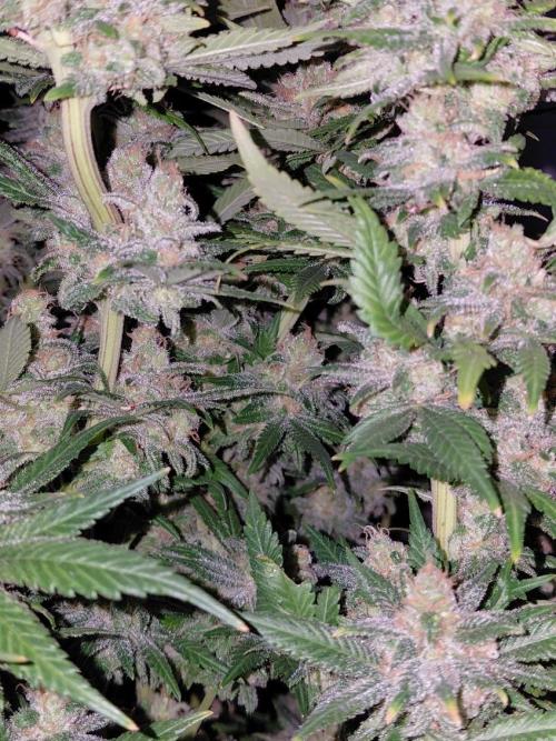 Spliff's Strawberry. Week 18
