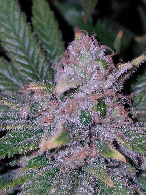 Spliffs Strawberry. Week 18