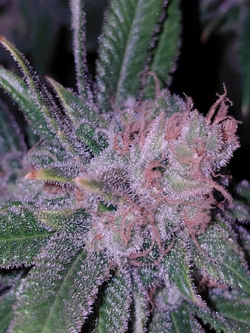 Spliff's Strawberry. Week 18