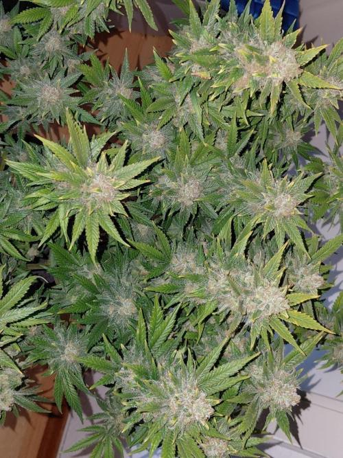 Spliff's Strawberry. Week 18
