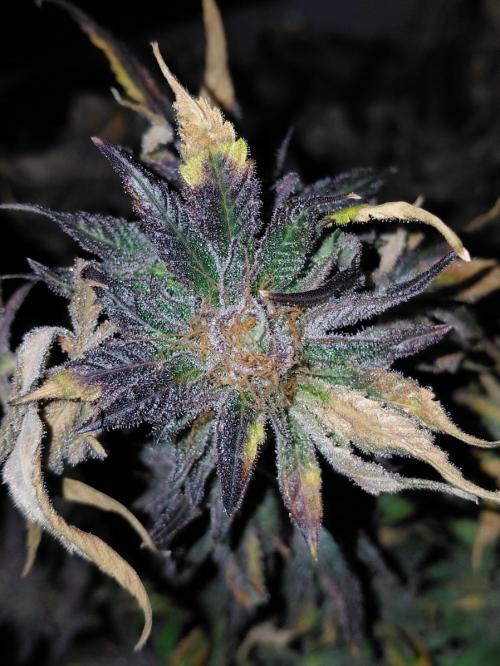 Exotic Seed's Malasaña Gelato. Week 17